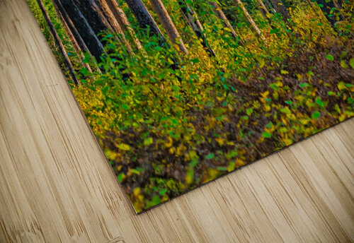 Bent tree in the forest  Jim Radford puzzle