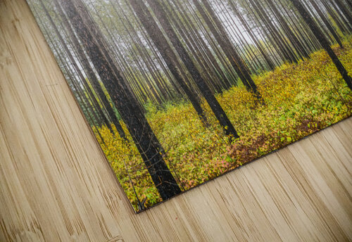 Morning mist near Lutsen Jim Radford puzzle