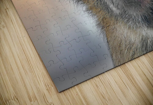 Barbary Macaques monkey Jim Radford puzzle