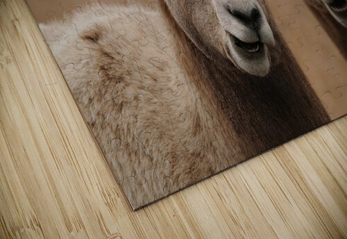 Dual big horns Jim Radford puzzle