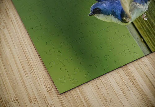 Tree swallow home Jim Radford puzzle