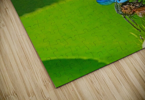 Damselfly and bee Jim Radford puzzle