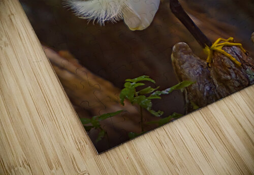 Great egret in Everglades Jim Radford puzzle