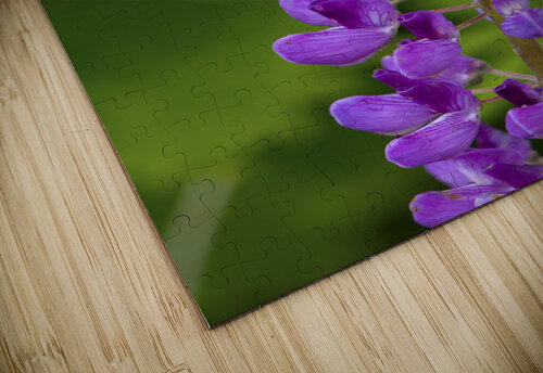 Bee on a lupin Jim Radford puzzle