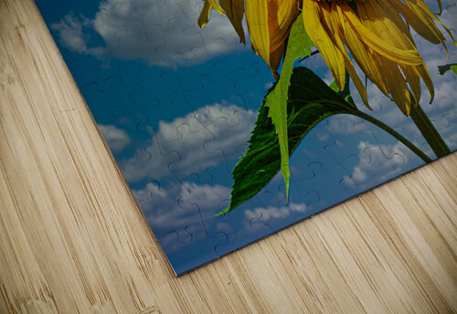 Sunny flowers   Jim Radford puzzle