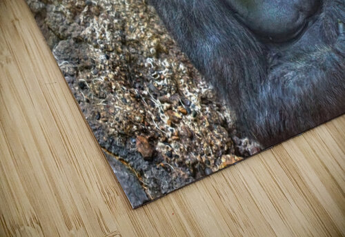 Lowland gorilla Jim Radford puzzle