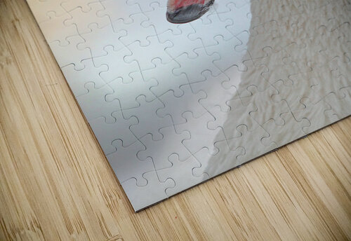 Trumpeting swan Jim Radford puzzle