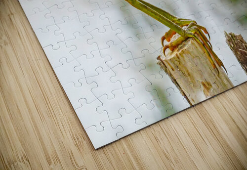 Green heron feeding Jim Radford puzzle