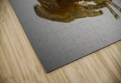 Tree frog Jim Radford puzzle