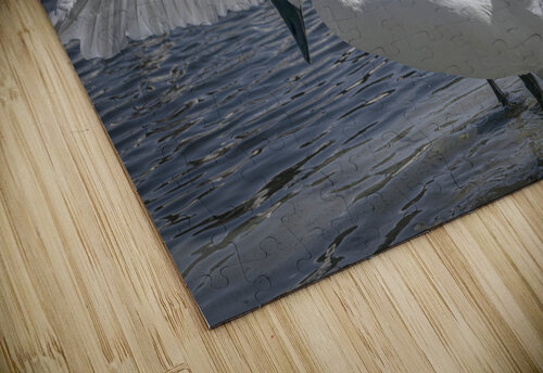 Comforting swan Jim Radford puzzle