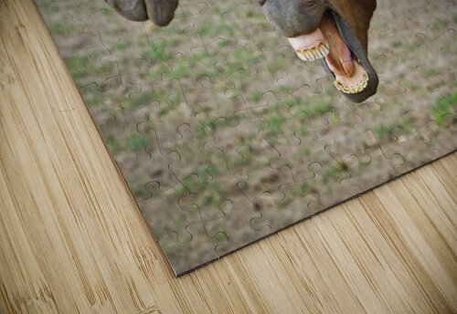 Washington horses Jim Radford puzzle