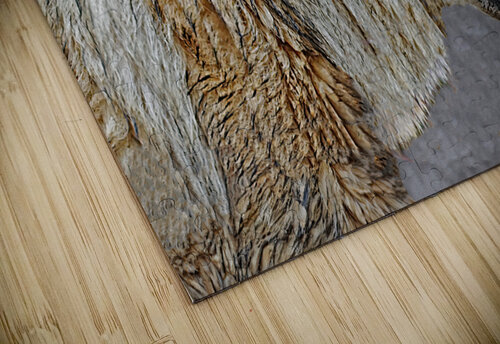 Wolf in the wild Jim Radford puzzle