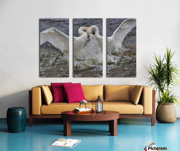 Battling Swans Split Canvas print