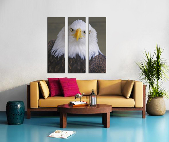 Bald eagle  Split Canvas print