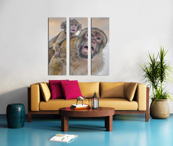  Barbary Macaques Monkey Split Canvas print