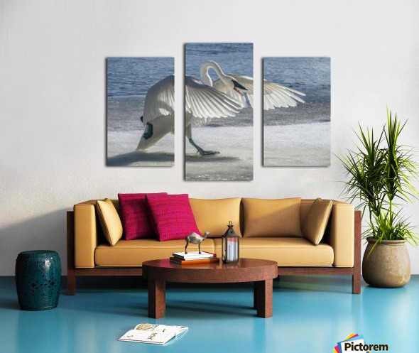 Swan on Guard Canvas print