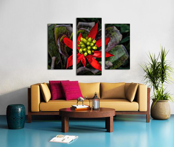 Euphorbia on Display Canvas print