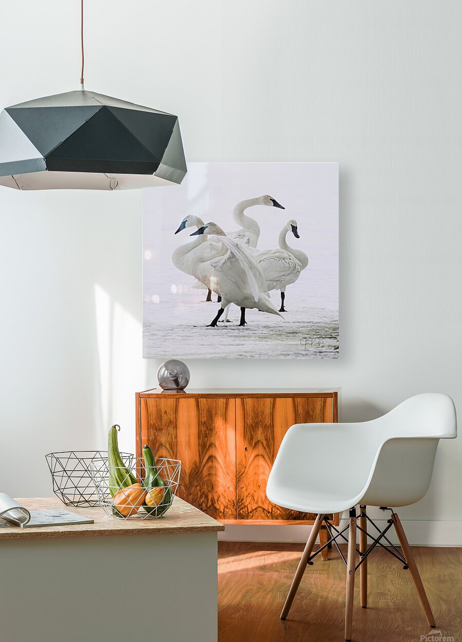 Swan group   HD Metal print with Floating Frame on Back