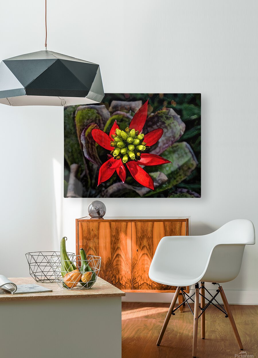 Euphorbia on Display  HD Metal print with Floating Frame on Back