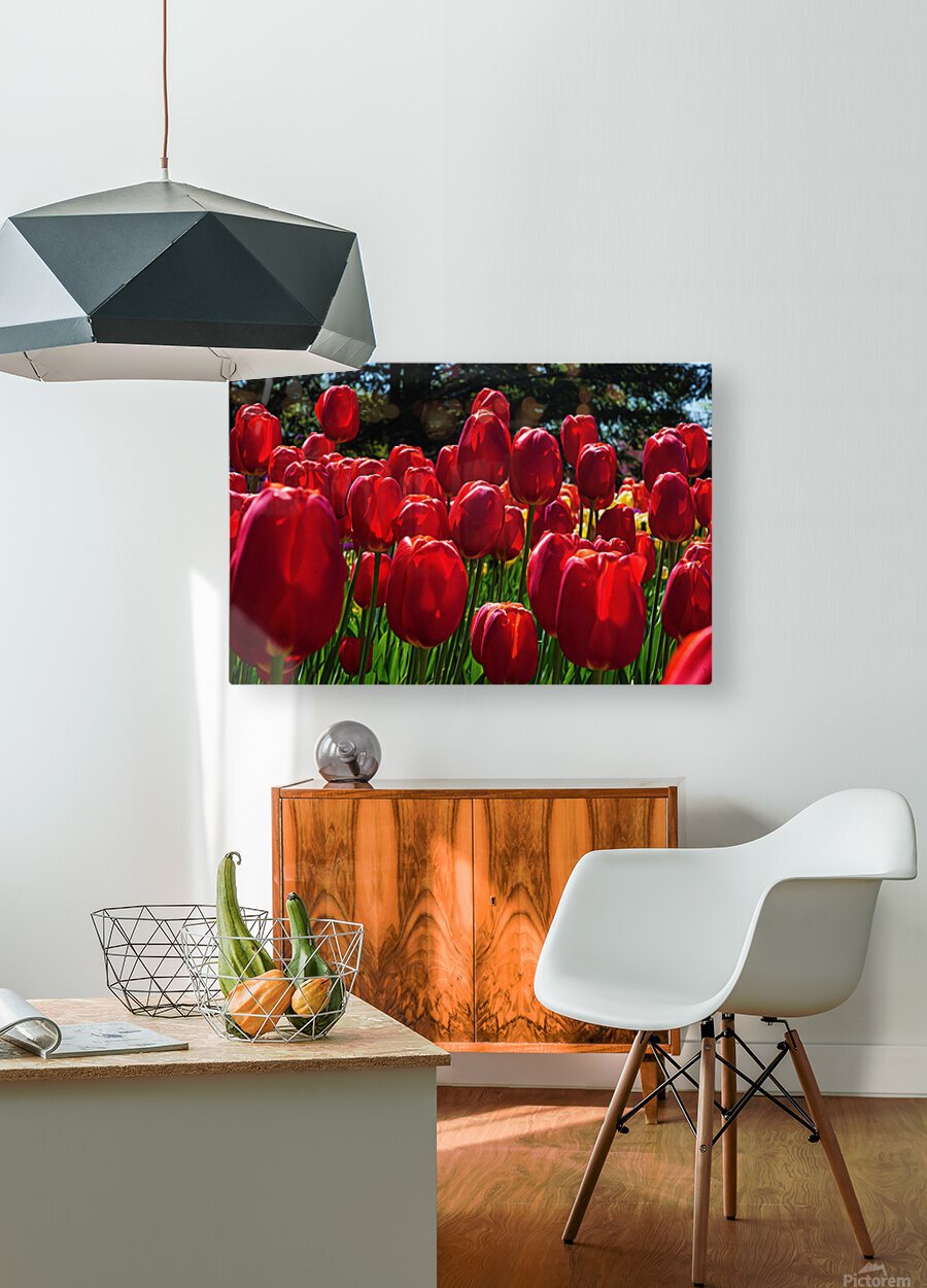Red tulip parade   Impression métal HD avec cadre flottant sur le dos