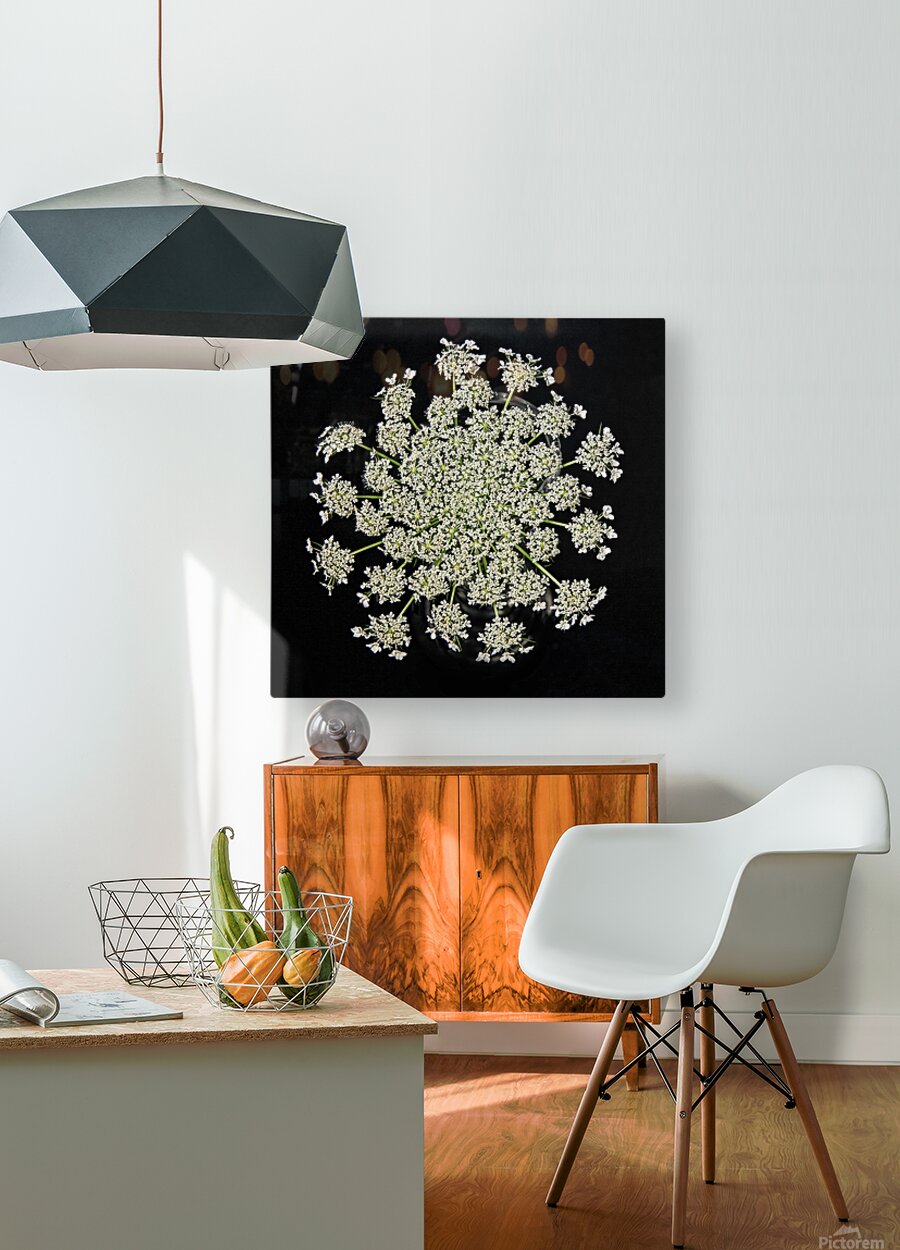 Wild Carrot Wildflower  HD Metal print with Floating Frame on Back
