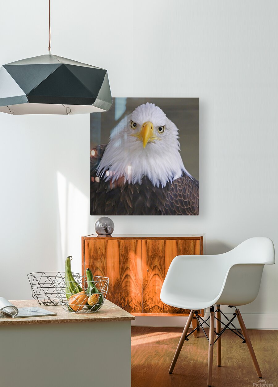 Bald eagle   HD Metal print with Floating Frame on Back