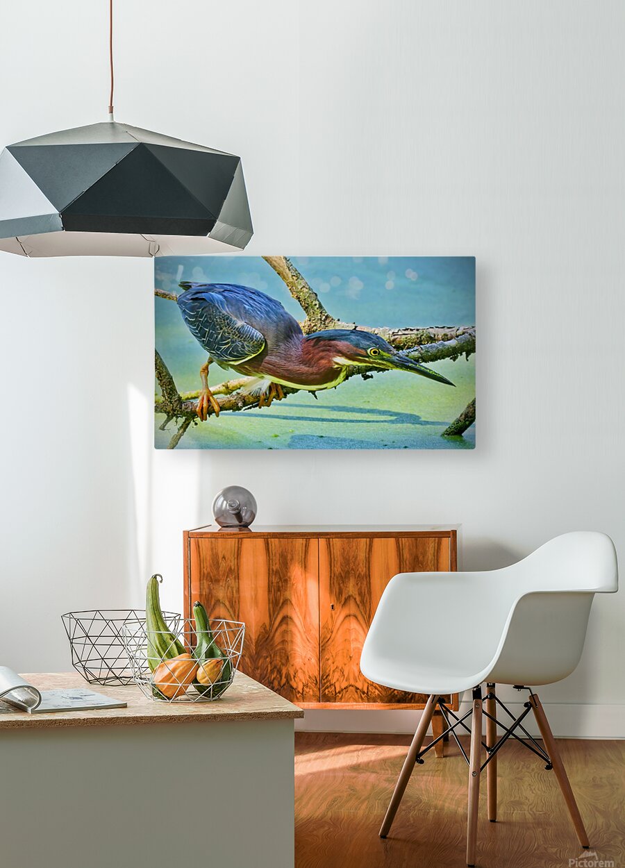  Green Heron  HD Metal print with Floating Frame on Back