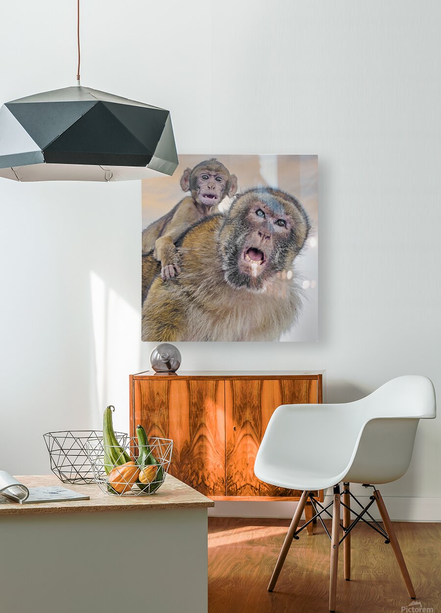  Barbary Macaques Monkey  HD Metal print with Floating Frame on Back