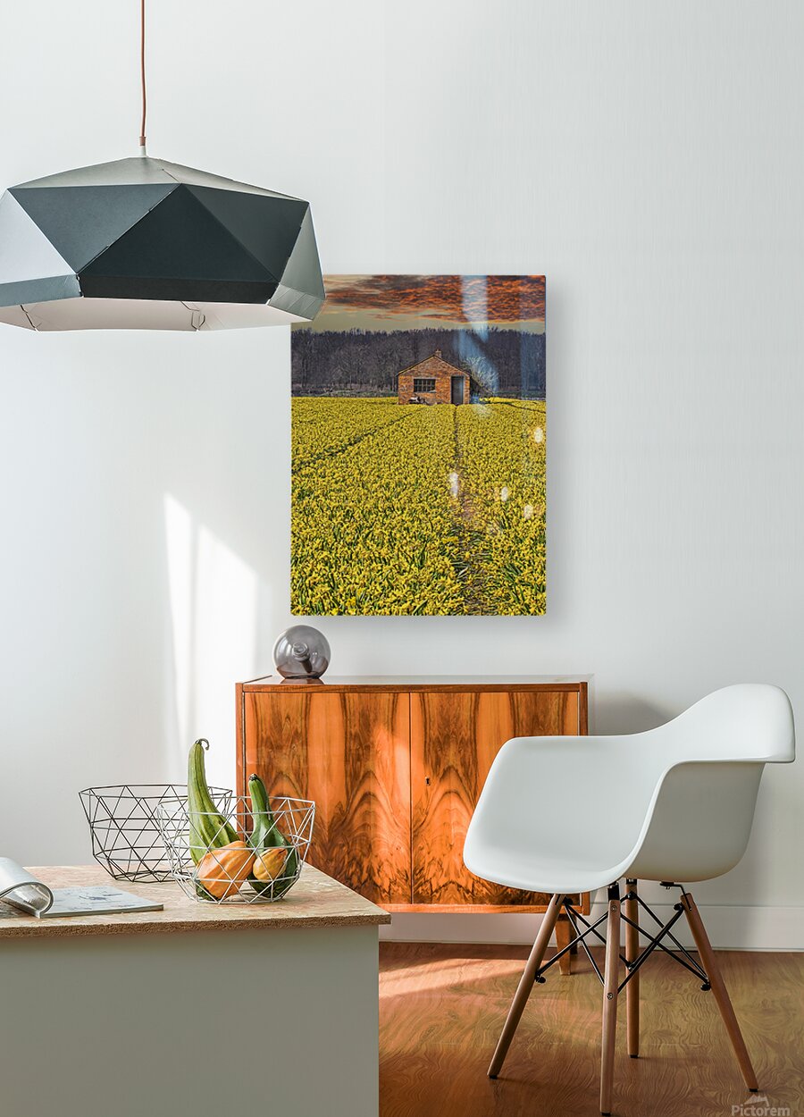 Flourishing fields of flowers Holland  HD Metal print with Floating Frame on Back