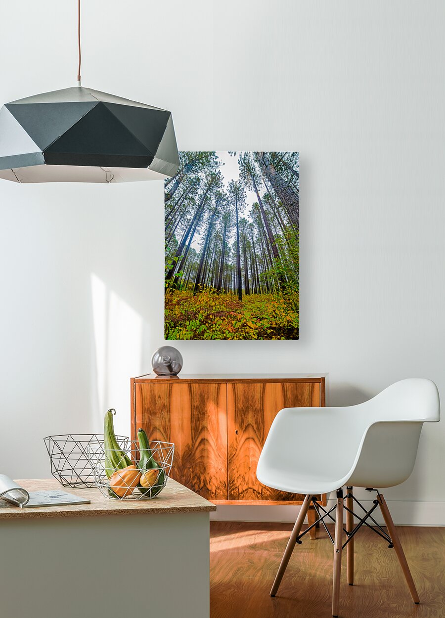 Sky high pines  HD Metal print with Floating Frame on Back
