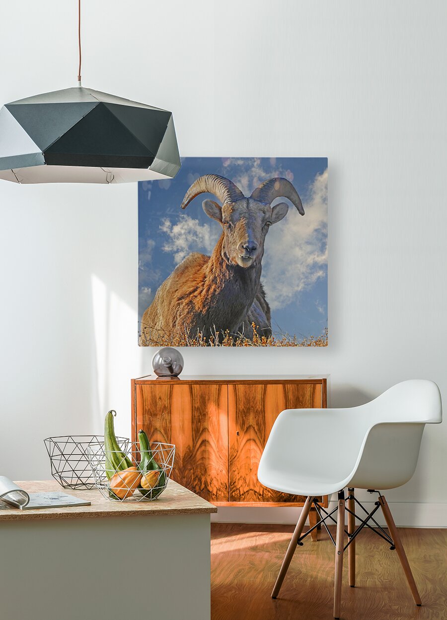 Bighorn Sheep grazing  HD Metal print with Floating Frame on Back