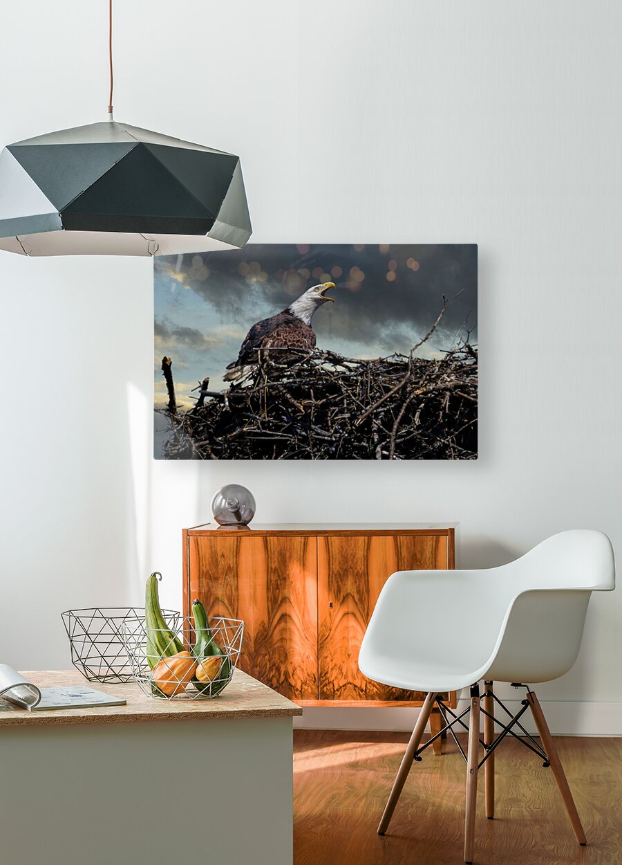 Eagle on nest  HD Metal print with Floating Frame on Back