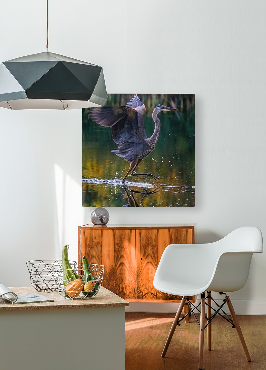 Blue heron  HD Metal print with Floating Frame on Back