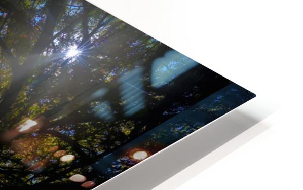 Forest Beams  HD Sublimation Metal print