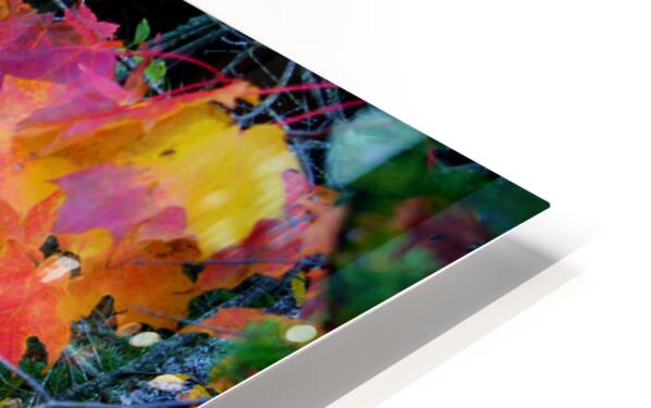 Complimentary Maple colors HD Sublimation Metal print