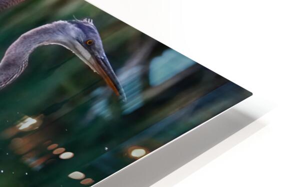 Blue heron HD Sublimation Metal print