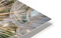 Dandelion Pappus HD Metal print