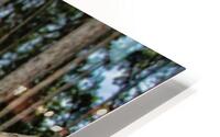 Stand of Pines HD Metal print