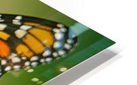 Monarch with closed wings  HD Metal print
