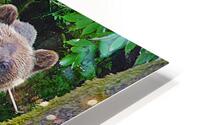 Alaskan Grizzly Bears HD Metal print
