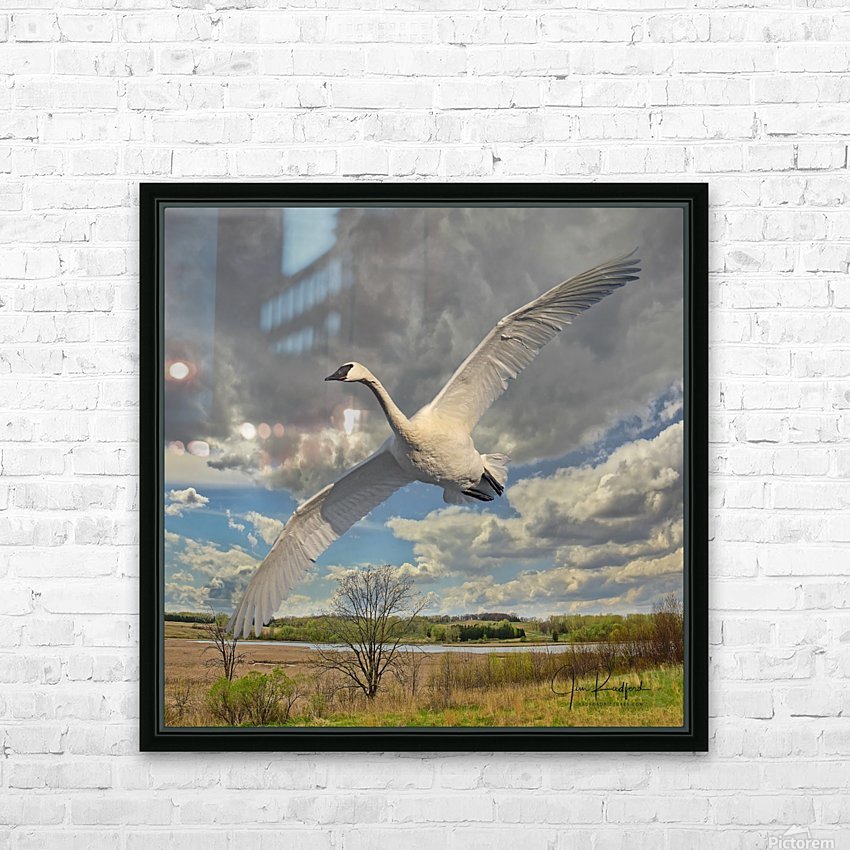 Swan on the Wing HD Sublimation Metal print with Decorating Float Frame (BOX)