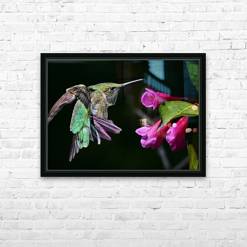Hovering Hummer HD Sublimation Metal print with Decorating Float Frame (BOX)