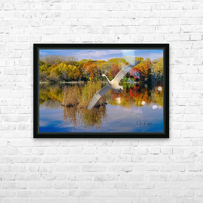 Landing Swan HD Sublimation Metal print with Decorating Float Frame (BOX)