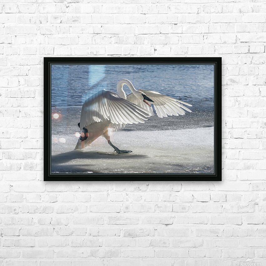 Swan on Guard HD Sublimation Metal print with Decorating Float Frame (BOX)
