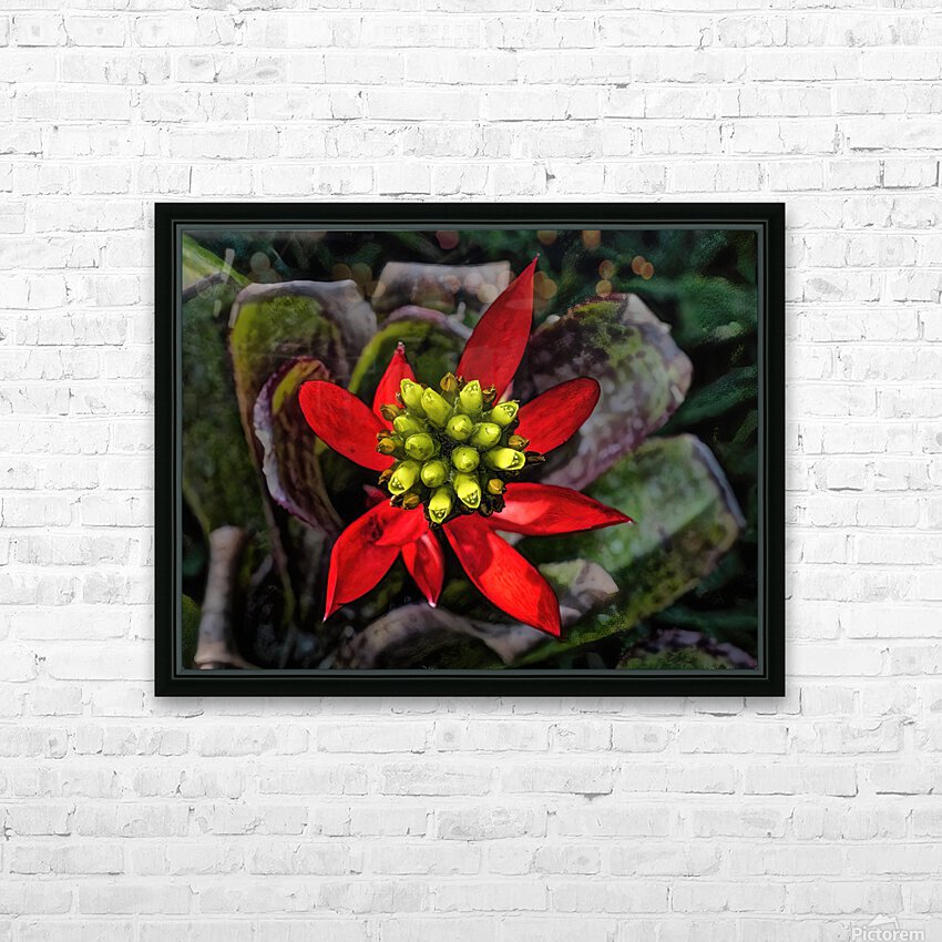 Euphorbia on Display HD Sublimation Metal print with Decorating Float Frame (BOX)