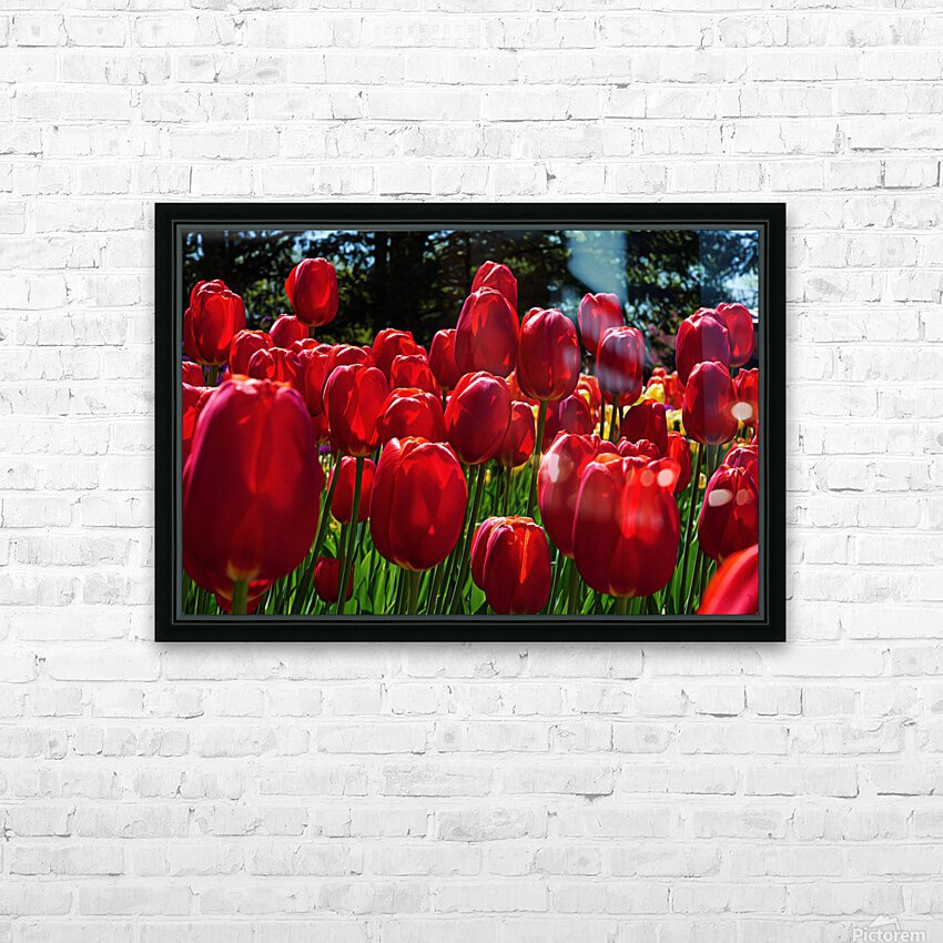 Red tulip parade  HD sublimation métal imprimé avec décoration flotteur cadre (boîte)
