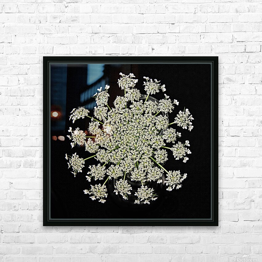 Wild Carrot Wildflower HD Sublimation Metal print with Decorating Float Frame (BOX)