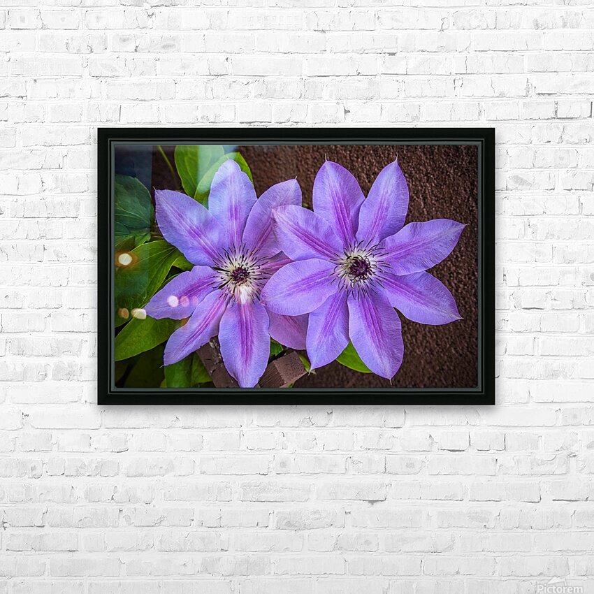 Clematis Flower HD Sublimation Metal print with Decorating Float Frame (BOX)