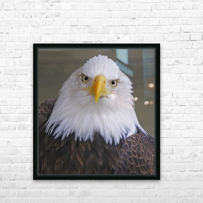 Bald eagle  HD Sublimation Metal print with Decorating Float Frame (BOX)