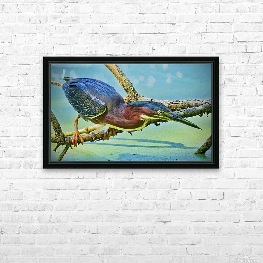  Green Heron HD Sublimation Metal print with Decorating Float Frame (BOX)